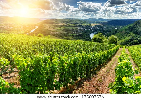 Summer landscape with vineyard