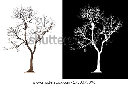 isolated tree without leaves with clipping path and alpha channal