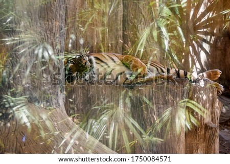 abstract picture of a tiger lying on a tree and green jungle leaves.