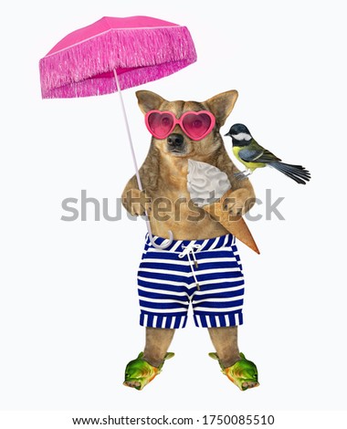 The beige dog in striped shorts, sea slippers and pink heart shaped sunglasses is eating a ice cream cone under a blue umbrella . White background. Isolated.