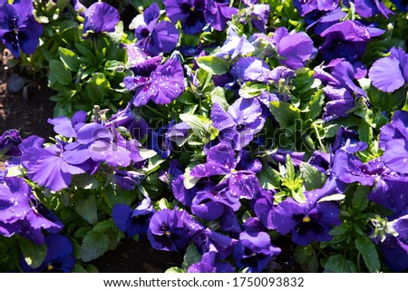Pansies (viola tricolor) - flowers that adorn all flower beds. Bright velvet petals in raindrops.
