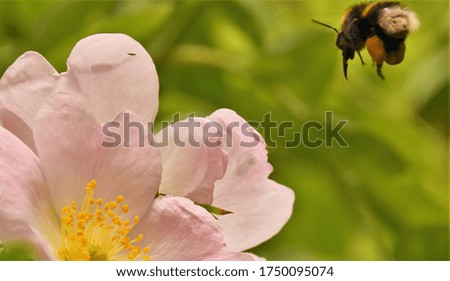 bumblebee flies over a flower of wild rose