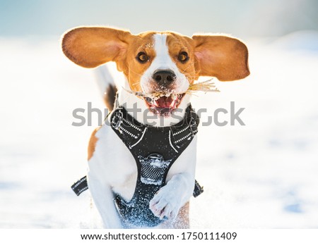 Tricolor beagle dog hound having fun in deep snow in winter. Happy dog outdoors in nature runs towards the camera.