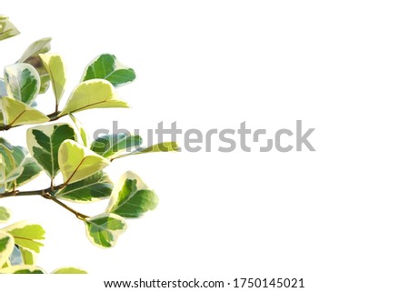  'Variegata' or Ficus deltoidea, Licumo, Natal Fig, Mistletoe Fig, bright green leave, heart shape, isolated on white, copy space on right.