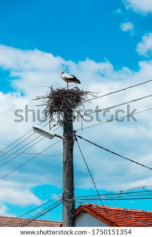 White adult wild stork bird standing in the nest.