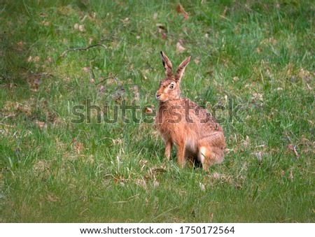 Rabbit in the grass. Wild rabbit in the field