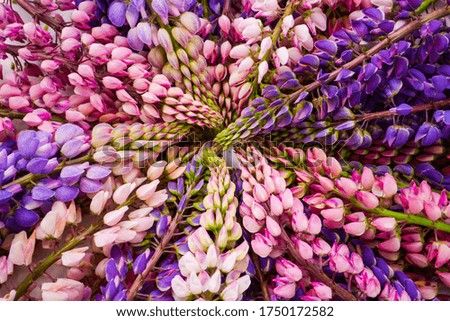 Many beautiful lupine flowers branches