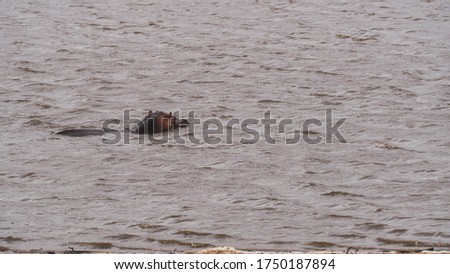 Hippo in the water in savannah in south Africa 