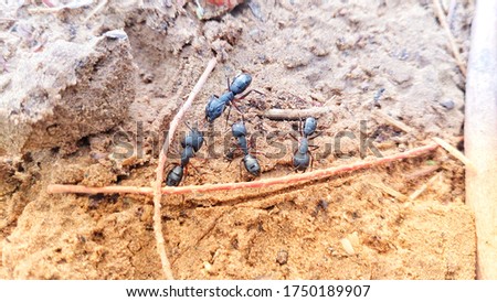 Black insects on the wet ground. Macro photography of a latin american carpenter ants, Insects in rainy season. Animal and wildlife landscape.