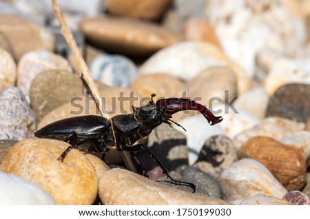 giant male deer beetle on the hunt for confectioners in the gravel bed in aggressive posture with combat-ready scissors