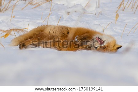 The cute and adorable fluffy Ezo Red Fox playing on snowy field at Notsuke Peninsula, Hokkaido , Japan