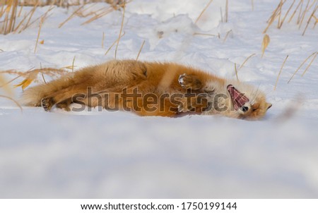 The cute and adorable fluffy Ezo Red Fox playing on snowy field at Notsuke Peninsula, Hokkaido , Japan