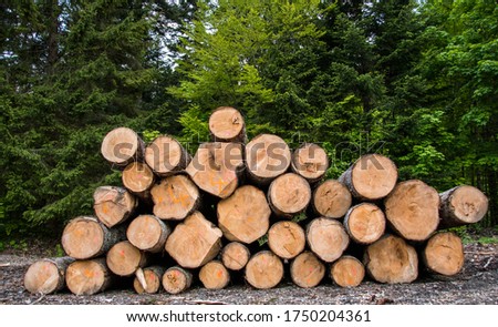 The European silver fir (Abies alba) wooden logs in the forest. Freshly chopped tree logs in a pile