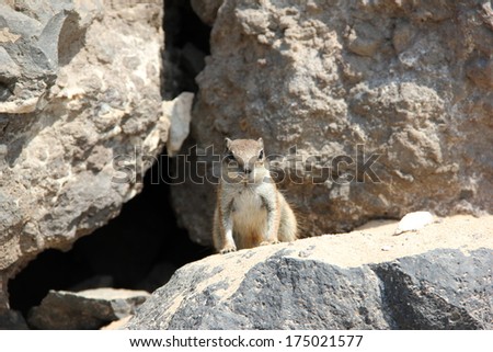 Barbary ground squirrel, Fuerteventura, Canary Islands.
