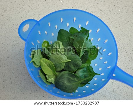 Fresh home grown green spinach leaves in a plastic sky blue colander,  Against a light grey background,  Light showing through holes in colander. Top down view