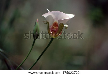 Close up of Pink and white flower