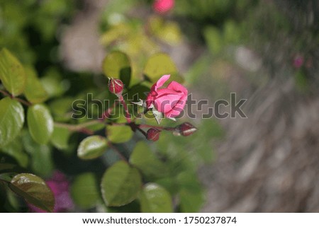 Pictures of beautiful coloured roses and rose bushes