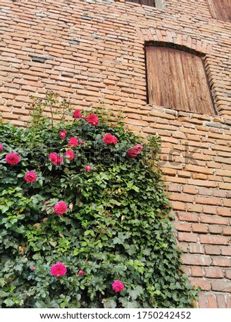 dark pink roses on a brick wall