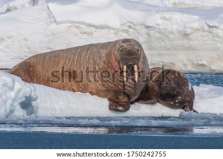 walrus with a baby on an ice floe.