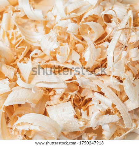 Large shavings from spruce wood close-up on a board of spruce. Macro photography with constant light. Square cropping