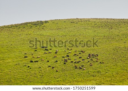 Top view of a group of grazing cows on green grass. aero photography