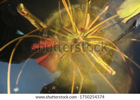 A picture of lotus leaves in the water