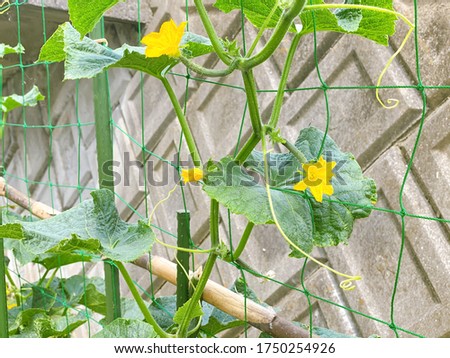 This is a picture of yellow cucumber flowers.