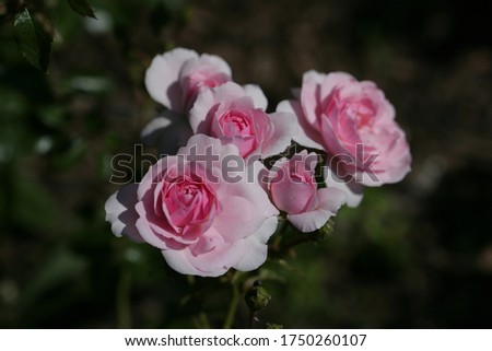 Pictures of beautiful coloured roses and rose bushes
