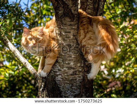 ginger cat slumped over a branch stuck in a cherry tree Royalty-Free Stock Photo #1750273625