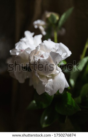 close-up of white peony flower with a dark background