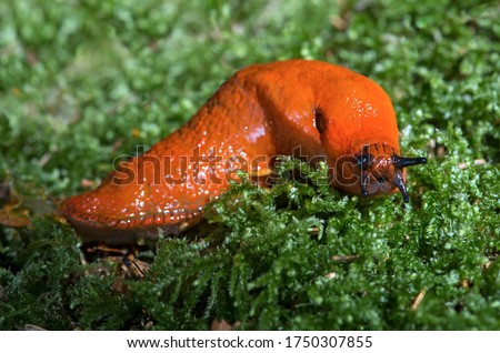 Red slug (Arion rufus), Roundback slug, Switzerland Royalty-Free Stock Photo #1750307855