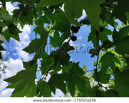 blue sky behind the green leaves