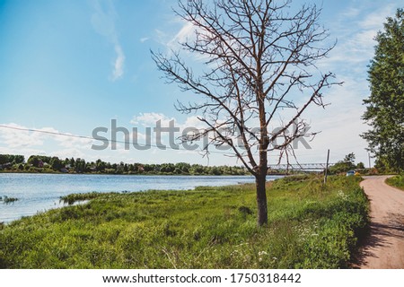 An old tree, a pond, and a road. Summer rural landscape in the Russian hinterland