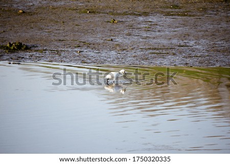 spatula bird in marsh of Santoña
