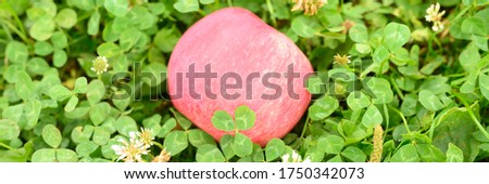 red ripe apple with a natural white coating on the green grass. banner