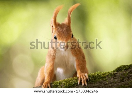 Squirrel portrait. Red squirrel on a tree