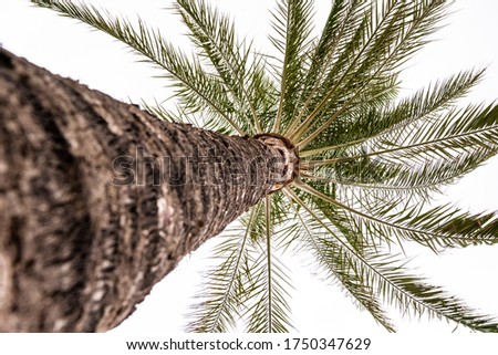 Palm tree from below with trunk