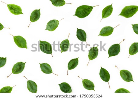 Green  leaves isolated as a  pattern