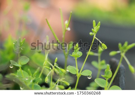 dew on tropical grass, fresh green, background wallpaper texture