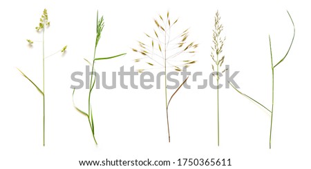 Row from beautiful wild grasses like orchard grass, barren brome and ryegrass isolated on a white background with copy space