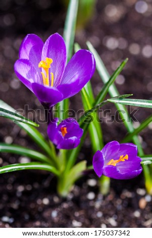 purple crocus flowers blossom in spring in the garden