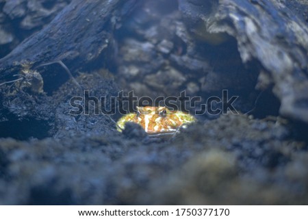 Yellow and green horned toad in the mud