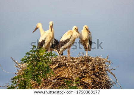 Ciconia ciconia. Young white storks in the nest. Leon, Spain.