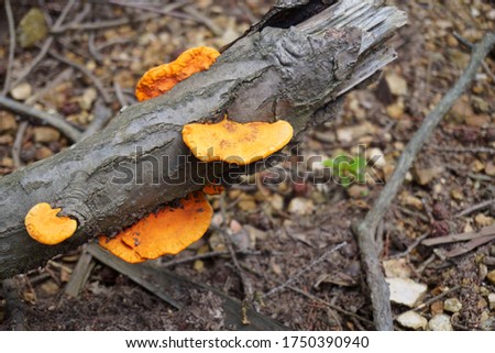 WIld mushrooms growing on a tree