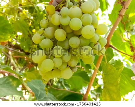 agriculture, alcohol, background, bunch, burgundy, cabernet, california, cluster, creeper, food, fresh, freshness, fruit, gardening, grape, grapes garden, grapes hanging on branch, grapes in garden, g