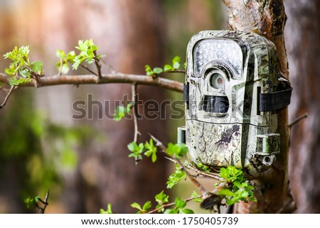 Camera trap or photo cameras mounted on pine tree in deep forest for wild animals location monitoring. 