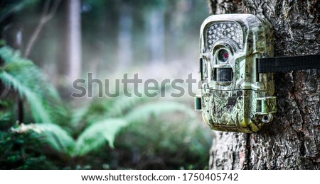 Camera trap or photo cameras mounted on pine tree in deep green forest for wild animals location monitoring. 