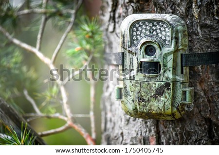 Camera trap or photo cameras mounted on pine tree in deep forest for animals monitoring. 
