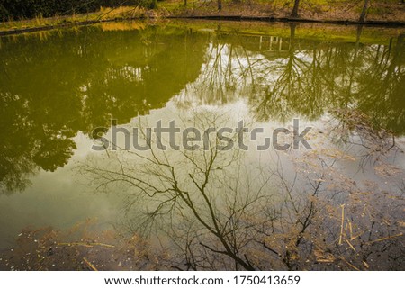 Reflections of nature on a pond in the fall in Georgia