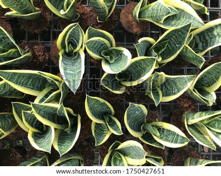 Top view of Hahnii plant in pot at the park. Beautiful leaf of tree. Concept of natural wallpaper.